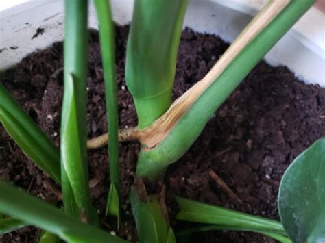 Understanding Brown On Monstera Stem: Causes。